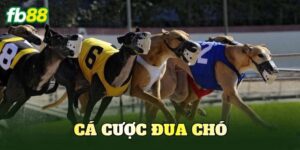 Cá Cược Đua Chó