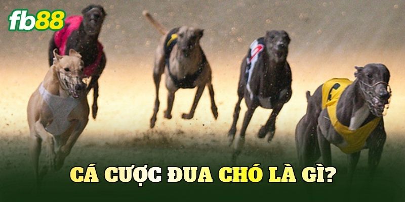 Cá cược đua chó là gì?