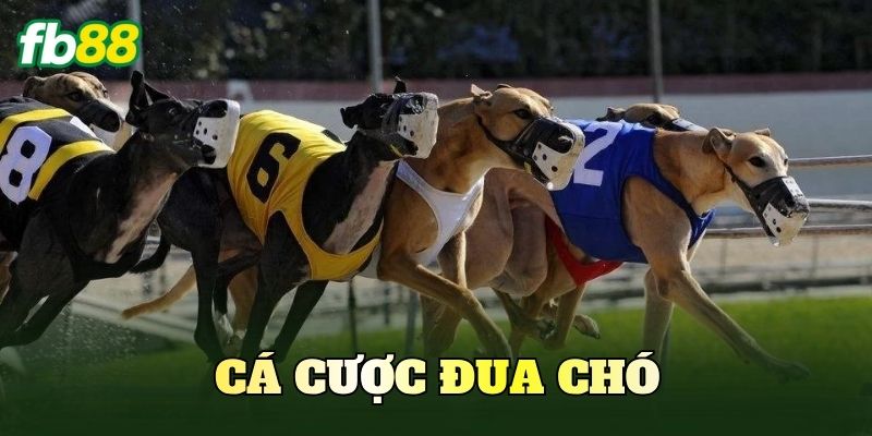 Cá Cược Đua Chó