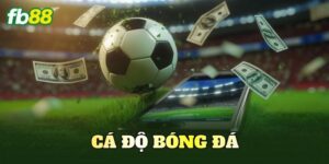 Cá Độ Bóng Đá