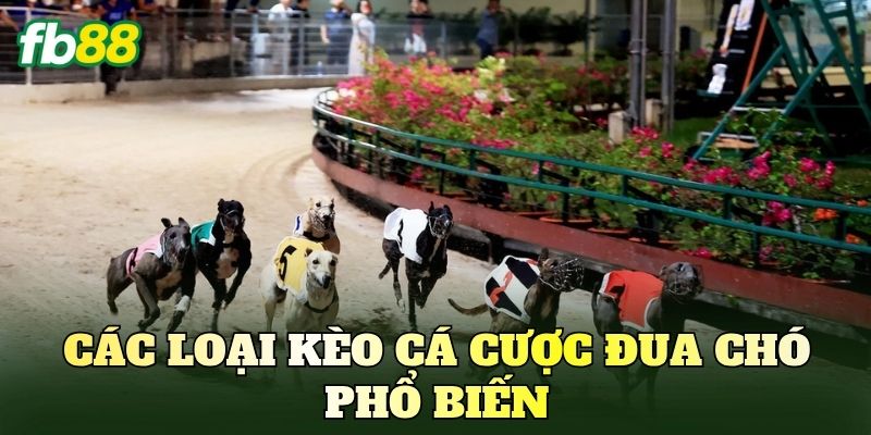 Các loại kèo cá cược đua chó phổ biến