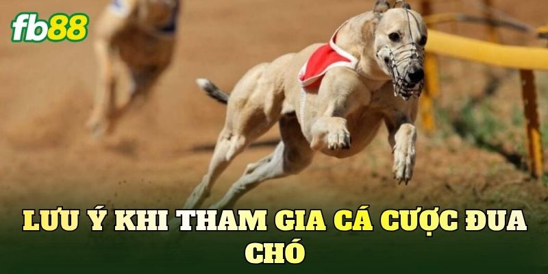 Lưu ý khi tham gia cá cược đua chó